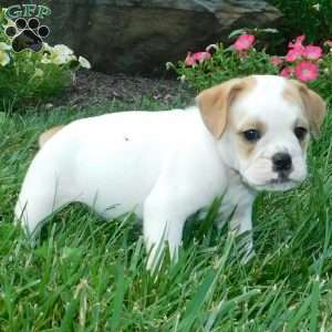 Jasper, Miniature Bulldog Puppy